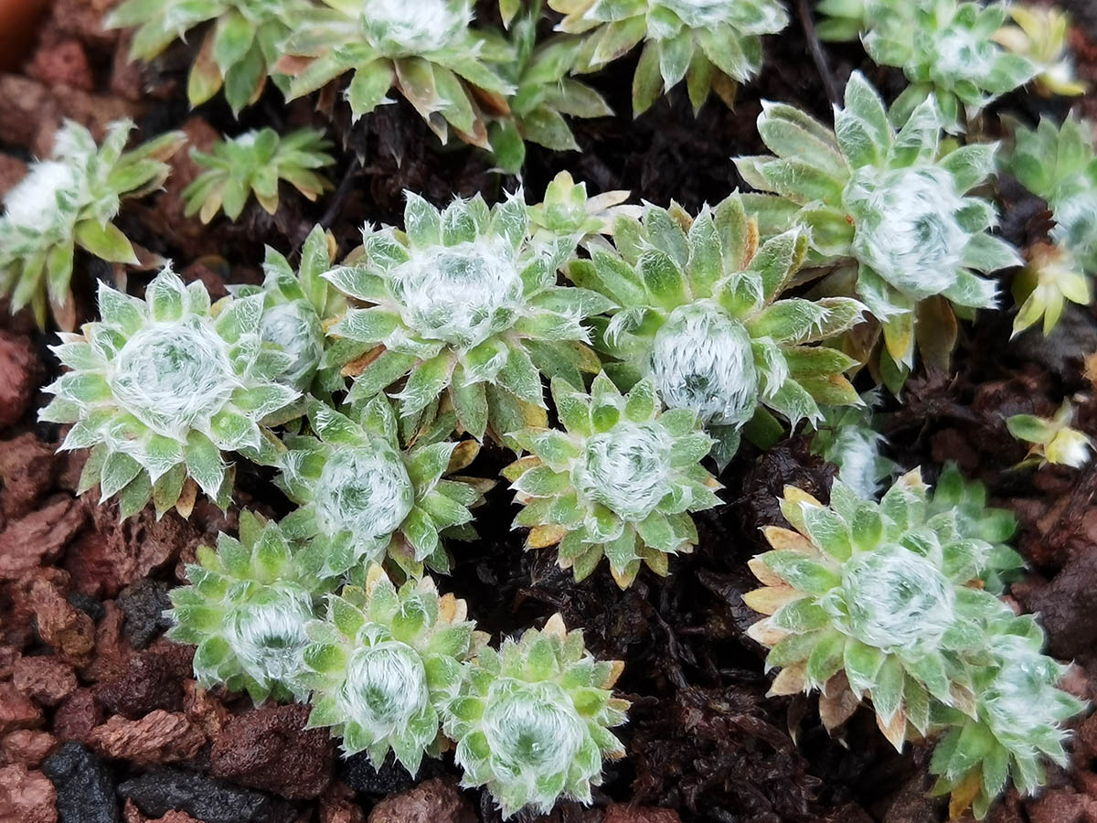 Androsace jacquemontii var. robusta
